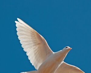 White peace dove flying free isolated on blue sky background.